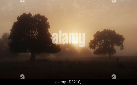 Trees in field with hazy sunshine Stock Photo