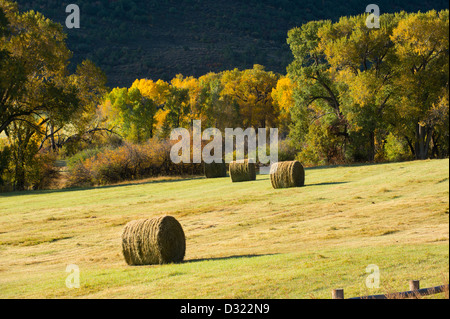 Hay bales in rural field Stock Photo