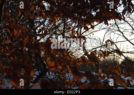A dead bush of orange leaves against a sunset on a snow covered area or field Stock Photo