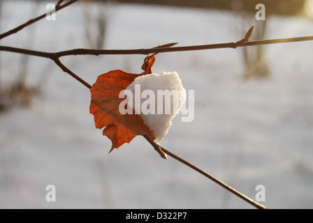 A heart shaped red dead orange leaf last remaining on tree in snow at sunset with snow on half the leaf ready to fall off Stock Photo