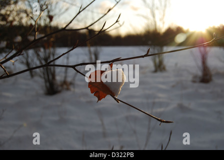 A heart shaped red dead orange leaf last remaining on tree in snow at sunset with snow on half the leaf ready to fall off Stock Photo