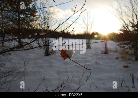 A heart shaped red dead orange leaf last remaining on tree in snow at sunset with snow on half the leaf ready to fall off Stock Photo