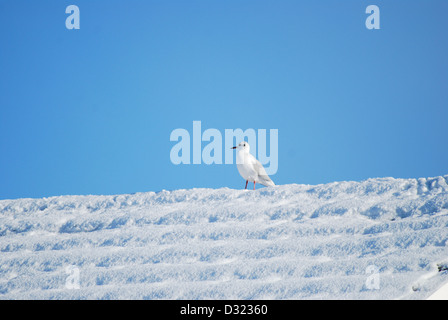 A seagull on a rooftop covered in snow in winter with a bright blue sky background with very simple composition and vibrant Stock Photo