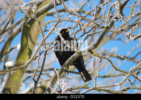A blackbird on a branch of a tree in winter covered in snow and frost against a blue sky background with the bird looking at sun Stock Photo