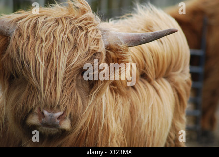 A highland cow with orange or ginger long hair fur at a petting zoo or farm with horns close up and bokeh blurred background Stock Photo