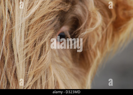 An up close or in macro photograph of a highland cows eye and face with orange or ginger long hair fur at a petting zoo or farm Stock Photo