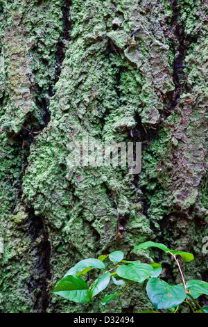 Bark of a Douglas Fir tree with Salal leaves in a temperate rain forest Stock Photo