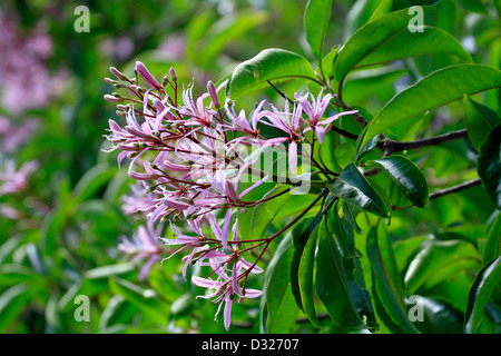 Pale pink flowers of the Calodendrum capense (Cape Chestnut)(wilde kastaing) tree. Stock Photo