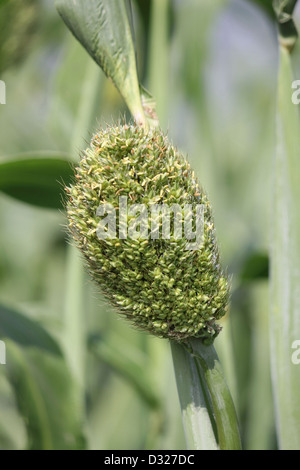 Corn Of Sorghum Bicolor, Jawar Near Chakan Village Stock Photo