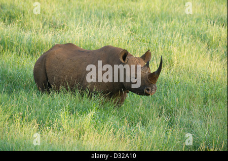 Black rhinoceros (Diceros bicornis), Lewa Wildlife Conservancy, Laikipia Plateau, Kenya Stock Photo