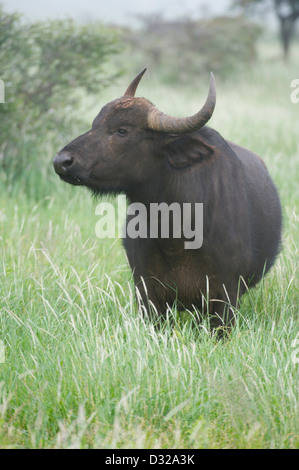 Buffalo (Syncerus caffer caffer), Lewa Wildlife Conservancy, Laikipia Plateau, Kenya Stock Photo