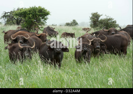 Buffalo (Syncerus caffer caffer), Lewa Wildlife Conservancy, Laikipia Plateau, Kenya Stock Photo