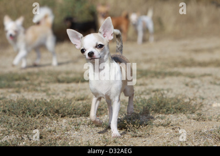 Dog Chihuahua adult standing on the ground