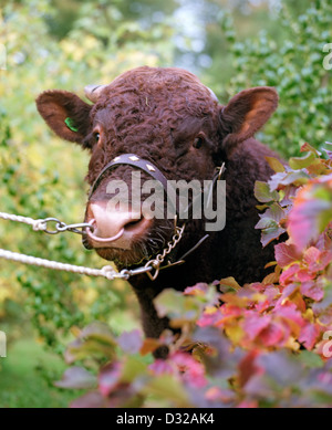 Portrait of Devon bull, Forde Abbey, Devon, England Stock Photo