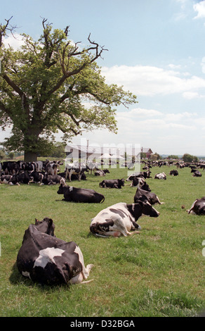 Holstein cows lying down in field, Devizes, Wiltshire, England Stock Photo