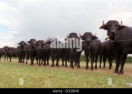 Water buffalo standing in a line, Idlicote, Cotswolds, England Stock Photo