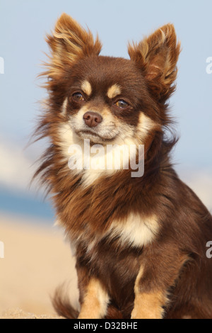Portrait Of A Chocolate Purebred Mexican Dog Chihuahua Stock