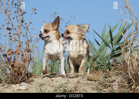 Dog Chihuahua longhair and shorthair /  two adults standing on the sand Stock Photo