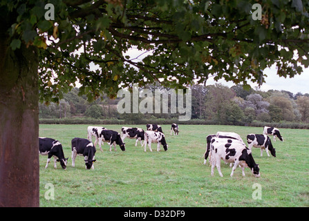 Holstein heifers grazing by tree, Barston, Warwickshire, England Stock Photo