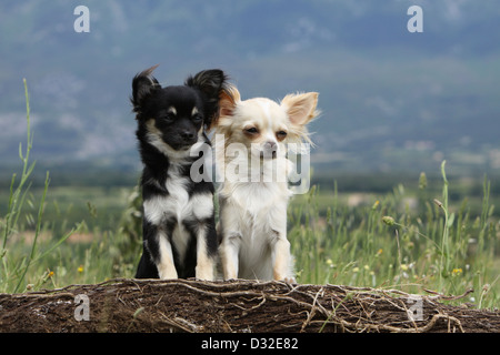 Dog Chihuahua longhair two adults sitting on a wood Stock Photo