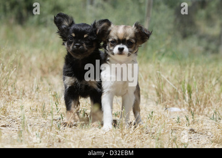 Dog Chihuahua longhair  two puppies different colors standing in a meadow Stock Photo