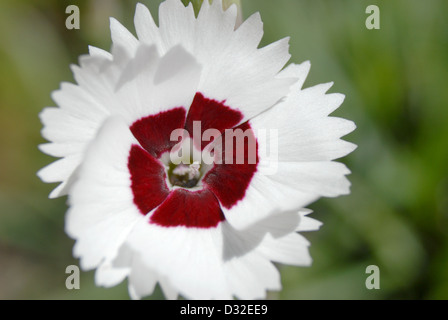 Red and white Sweet William flower - Dianthus barbatus. Stock Photo