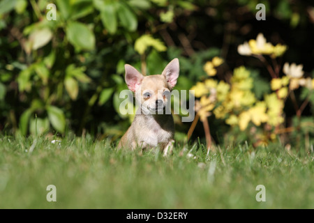 Dog Chihuahua shorthair puppy sitting in a garden Stock Photo