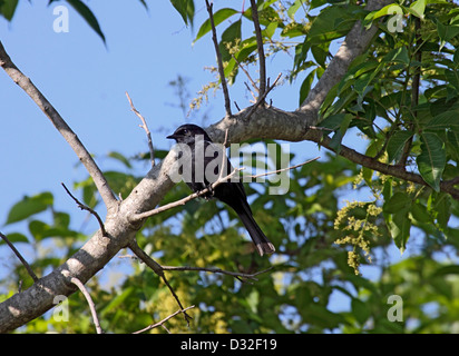 Southern black flycatcher in South Africa Stock Photo