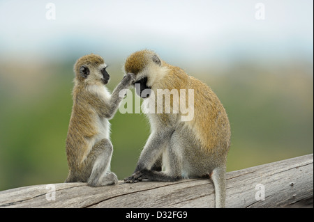 Vervet monkey (Chlorocebus pygerythrus) playing in Tarangire national park, Tanzania Stock Photo