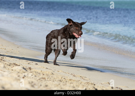 Dog Labrador Retriever  adult (chocolate) running on the beach Stock Photo