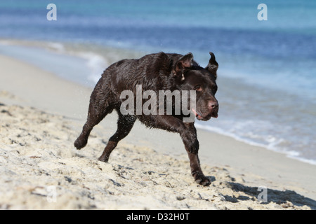 Dog Labrador Retriever  adult (chocolate) running on the beach Stock Photo