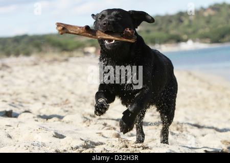 Dog Labrador Retriever  /  adult (black) running on the beach with a stick in its mouth Stock Photo