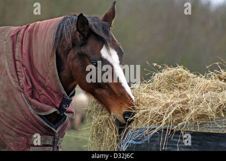 horse eating hay Stock Photo