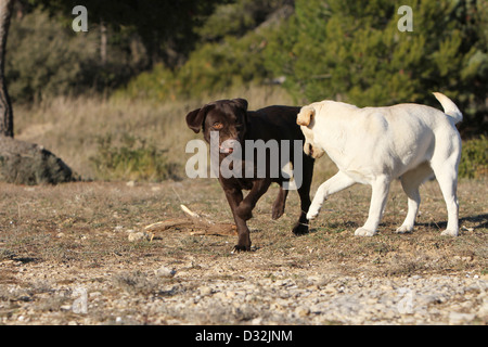 Dog Labrador Retriever  two adults (chocolate and yellow) playing in a meadow Stock Photo
