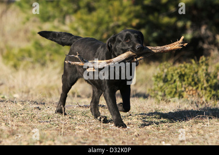 Dog Labrador Retriever  /  adult running with a stick in its mouth Stock Photo