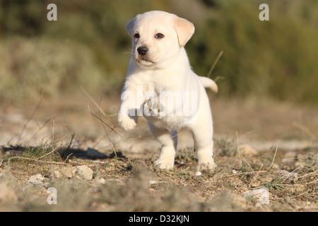 Dog Labrador Retriever  puppy (yellow) running in a wood Stock Photo