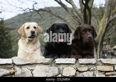 Dog Labrador Retriever  three adults different colors (yellow, black and chocolate) on a wall Stock Photo