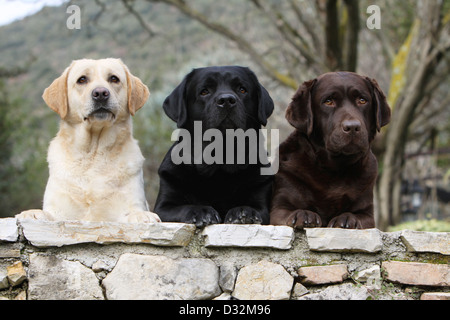 Dog Labrador Retriever  three adults different colors (yellow, black and chocolate) on a wall Stock Photo