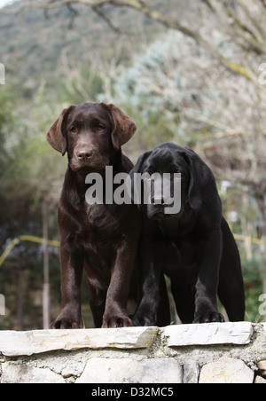 Dog Labrador Retriever  two puppies different colors (chocolate and black) sitting on a wall Stock Photo