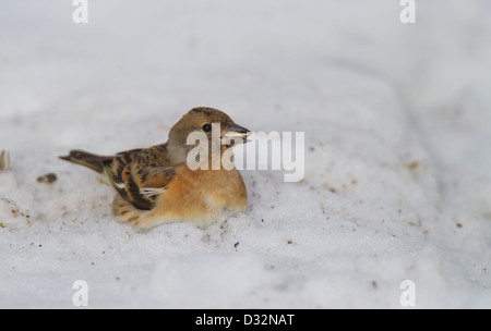 Bergfink Brambling Fringilla montifringilla Stock Photo