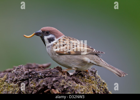 Eurasian Tree Sparrow Feldsperling Passer montanus Stock Photo