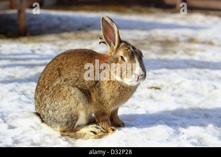 big domestic rabbit standing on snow in the farm yard Stock Photo