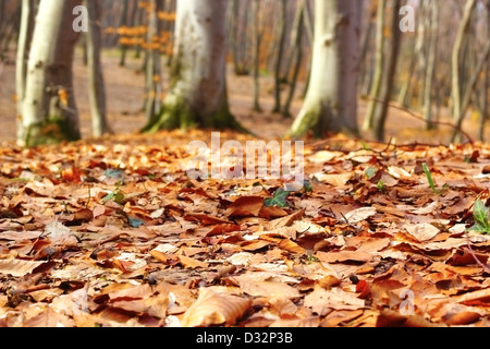 forest ground in late autumn with faded leaves Stock Photo