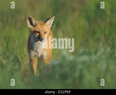 Fox Kit walking through spring grasses, Missoula, Montana Stock Photo