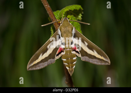 Bedstraw Hawk-Moth Gallium Sphinx Hyles gallii Labkrautschwaermer Stock Photo