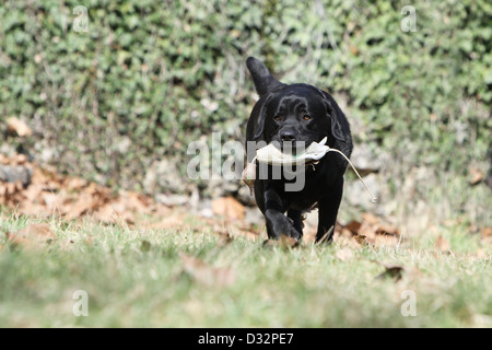 Dog Labrador Retriever / adult (black) retrieving a dummy Stock Photo