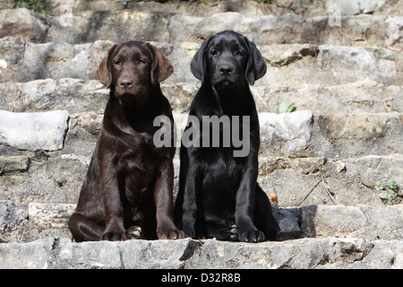 Dog Labrador Retriever  two puppies different colors (chocolate and black) sitting on a wall Stock Photo