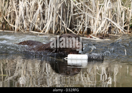 Dog Labrador Retriever  adult (chocolate) swim to retrieve a dummy Stock Photo