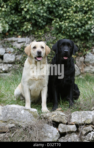 Dog Labrador Retriever  two adults (yellow and black) sitting in a meadow Stock Photo