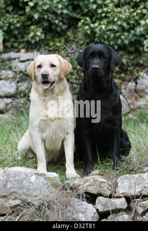 Dog Labrador Retriever  two adults (yellow and black) sitting in a meadow Stock Photo